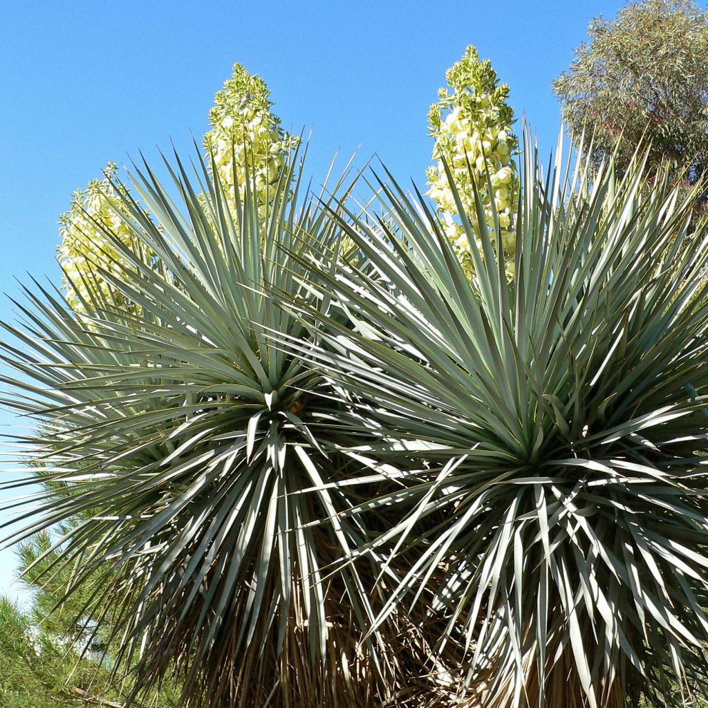 Yucca rigida - Starre Palmlilie