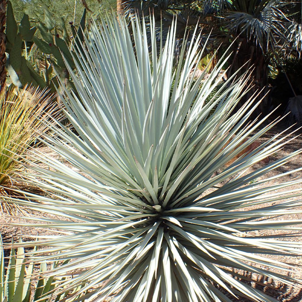 Yucca rigida Blue Sentry - Starre Palmlilie