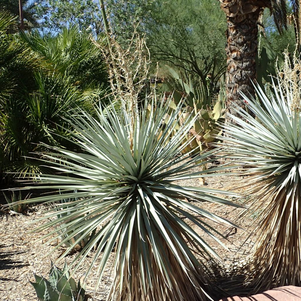 Yucca rigida Blue Sentry - Yucca sentinelle bleue