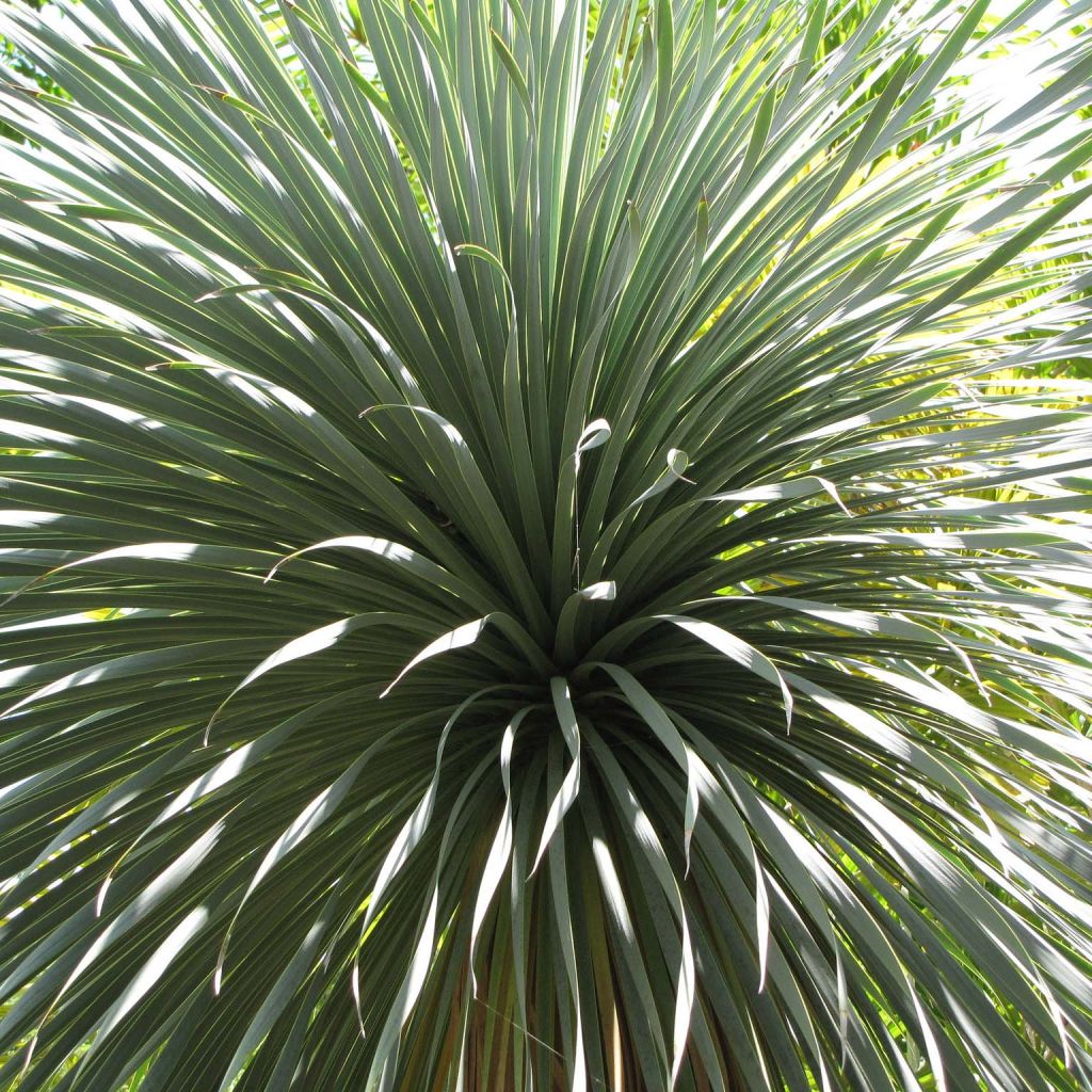 Yucca rostrata - Schnabel-Palmlilie