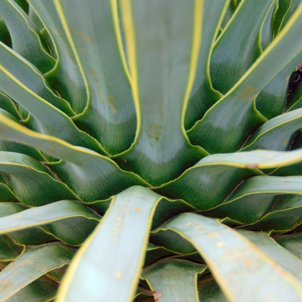 Yucca rostrata - Schnabel-Palmlilie