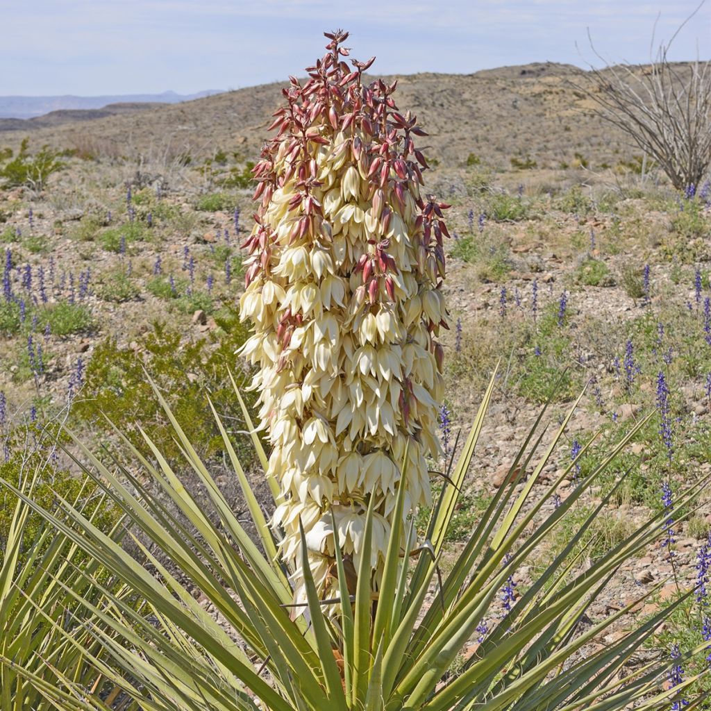 Yucca torreyi - Torrey-Palmlilie