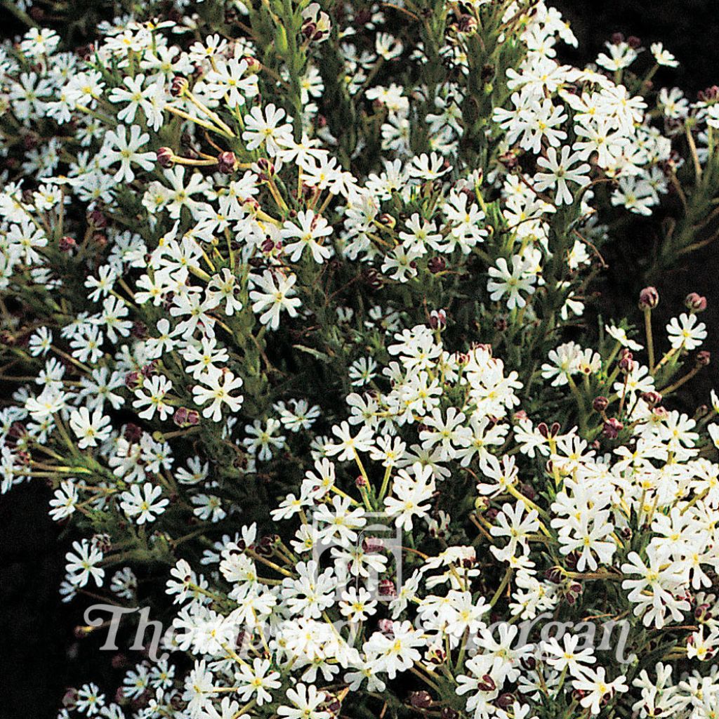 Zaluzianskya capensis (Samen) - Sternbalsam