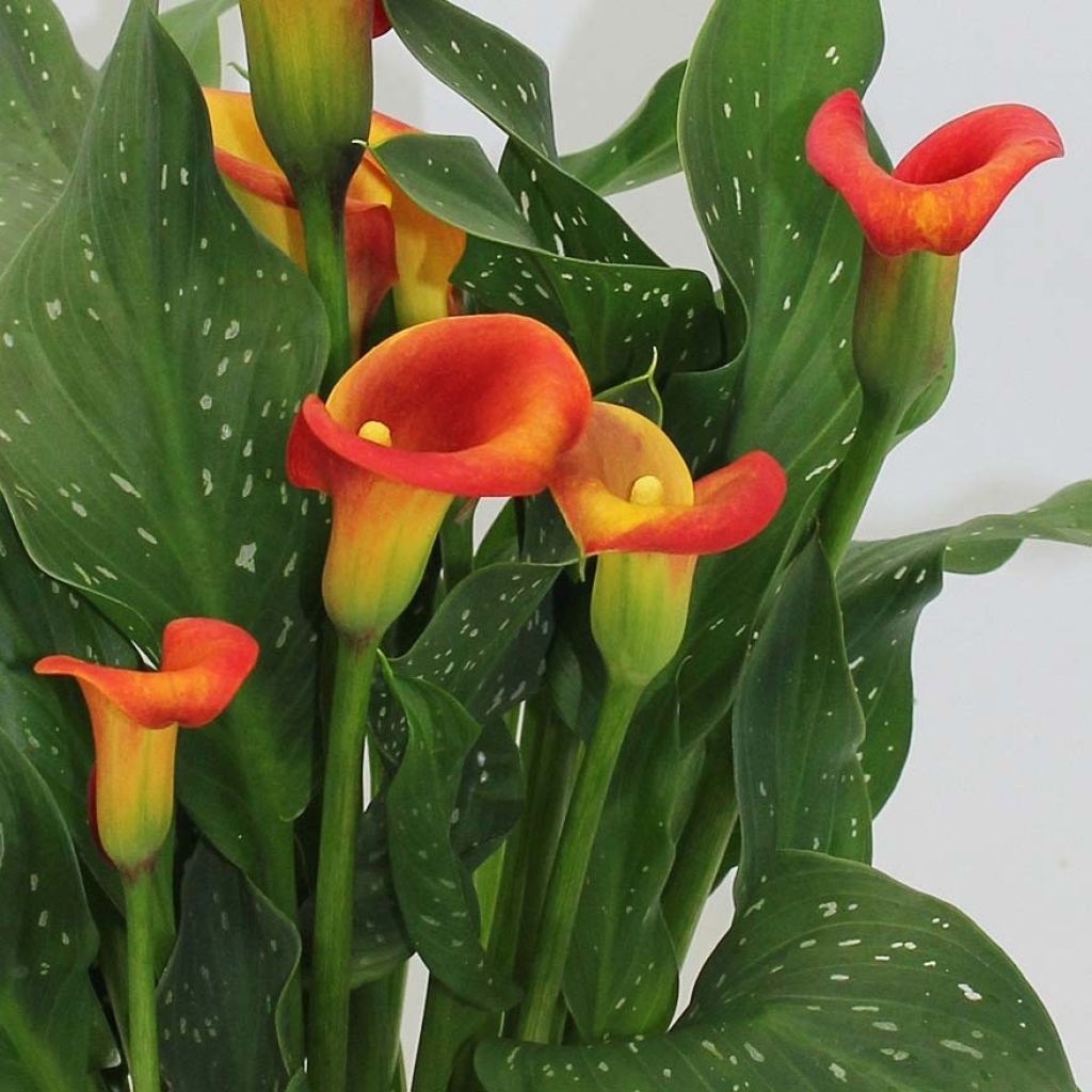 Arum ou Calla à fleurs rouge, orange et jaune - Zantedeschia Captain Fuego