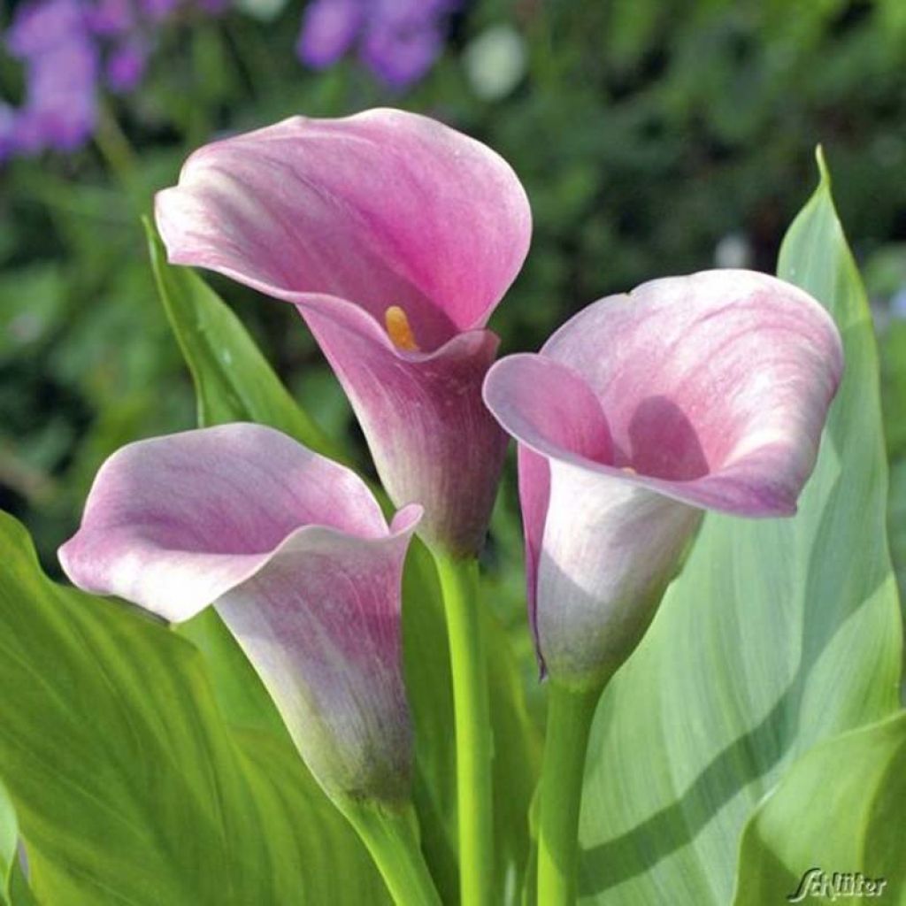 Zantedeschia Captain Melrose - Calla