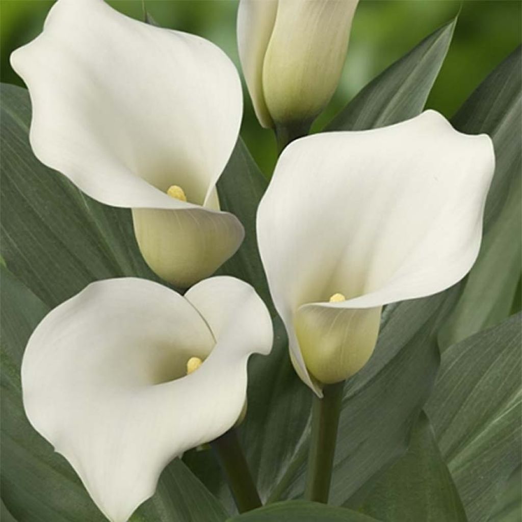 Zantedeschia Captain Mirage - Calla