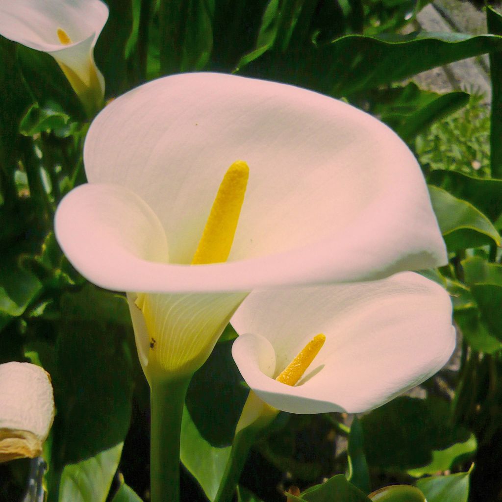 Zantedeschia aethiopica Pink Mist - Zimmercalla