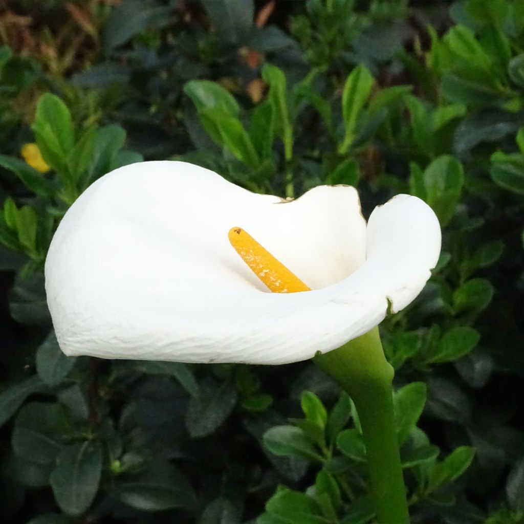 Zantedeschia aethiopica Himalaya - Arum d'Ethiopie géant