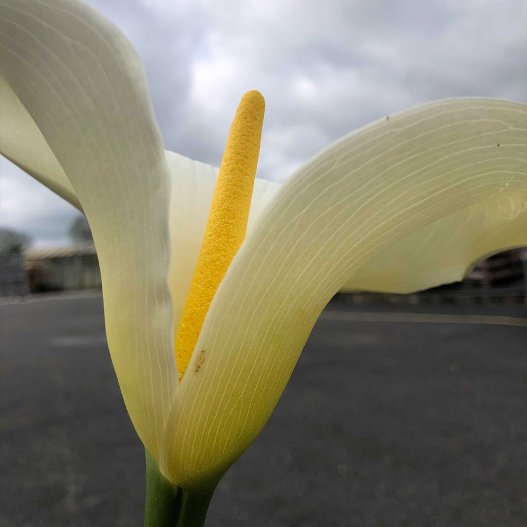 Zantedeschia aethiopica Himalaya - Arum d'Ethiopie géant