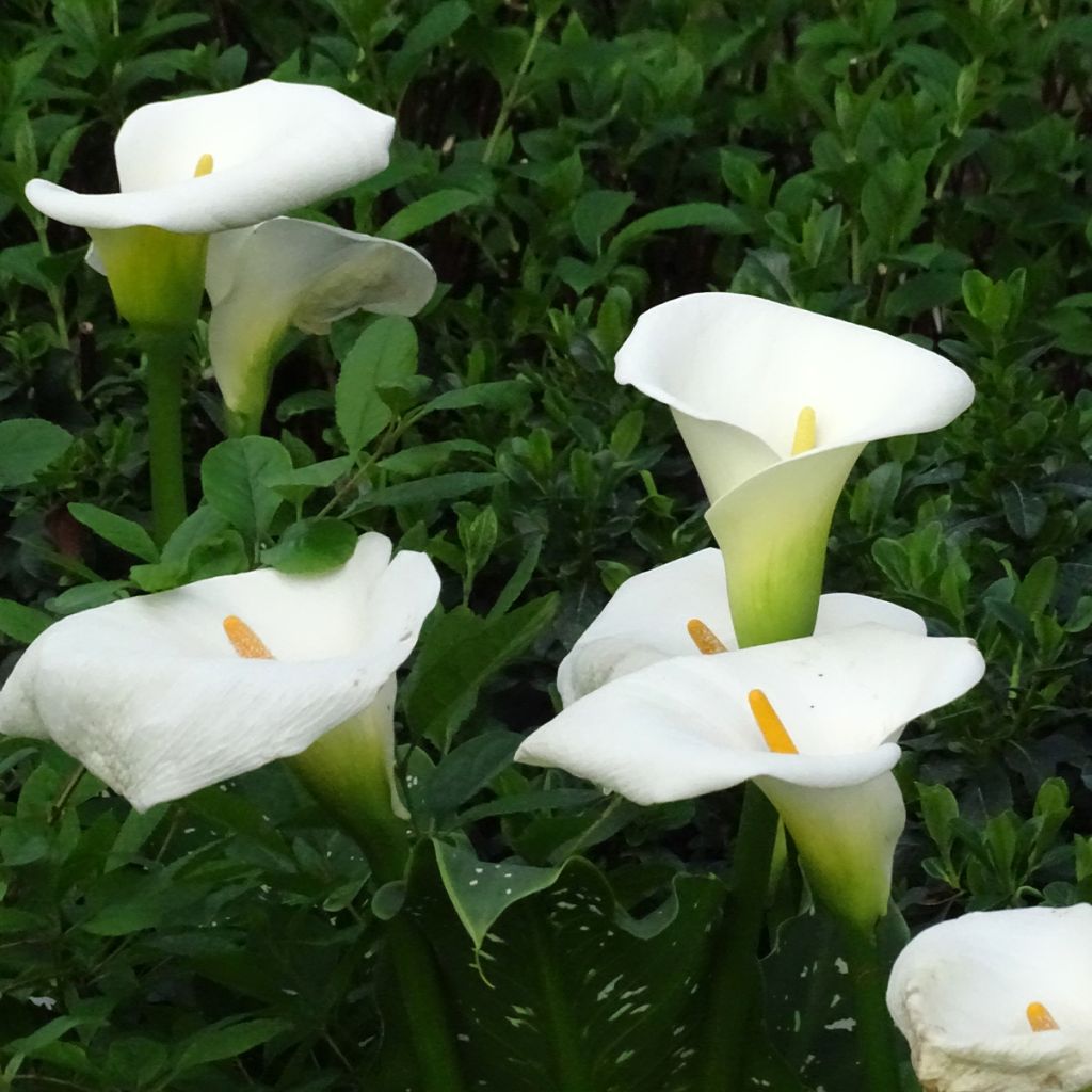 Zantedeschia aethiopica Himalaya - Arum d'Ethiopie géant