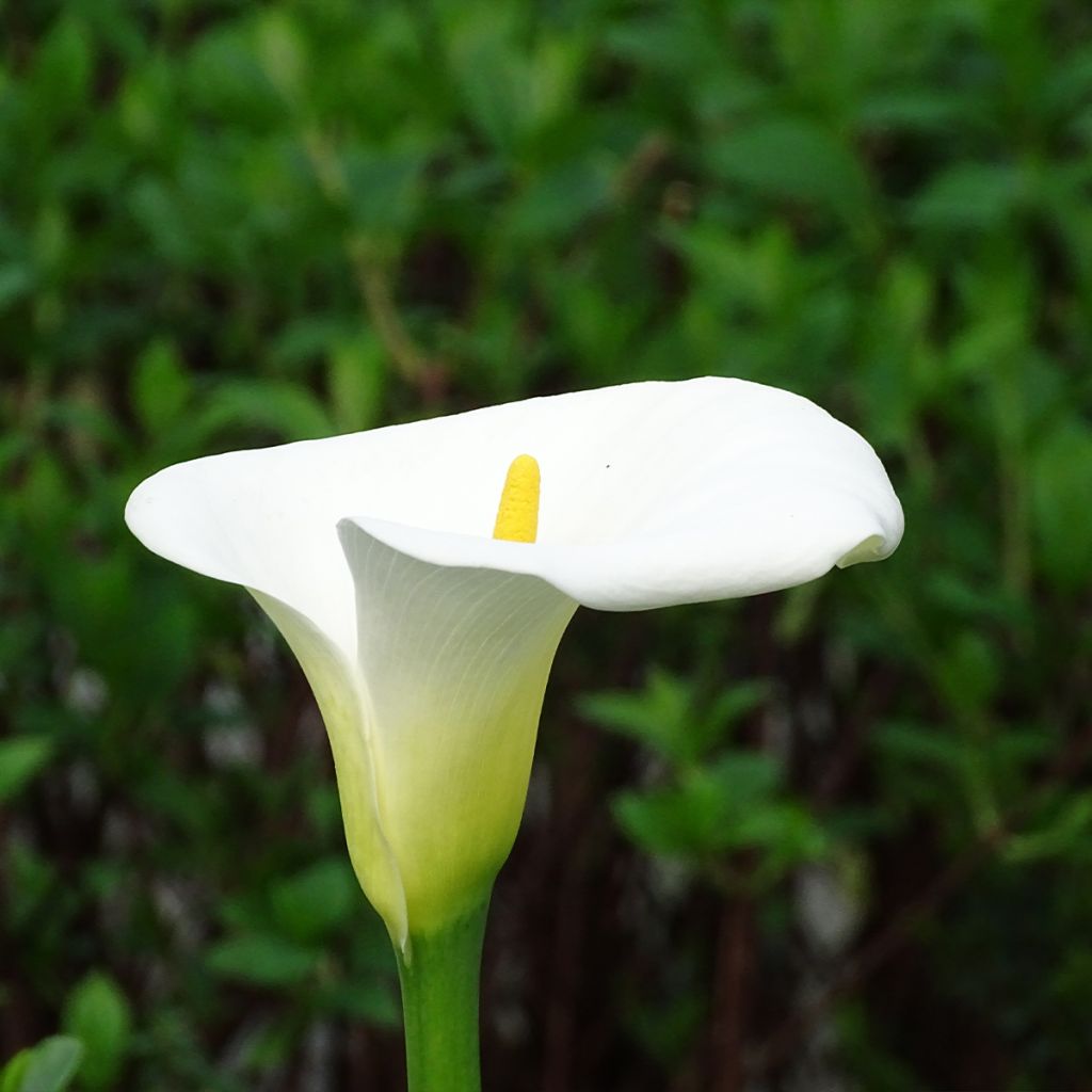 Zantedeschia aethiopica Himalaya - Arum d'Ethiopie géant