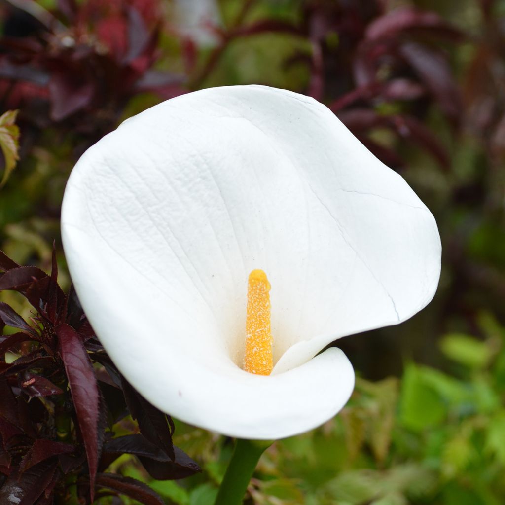 Zantedeschia aethiopica - Zimmercalla