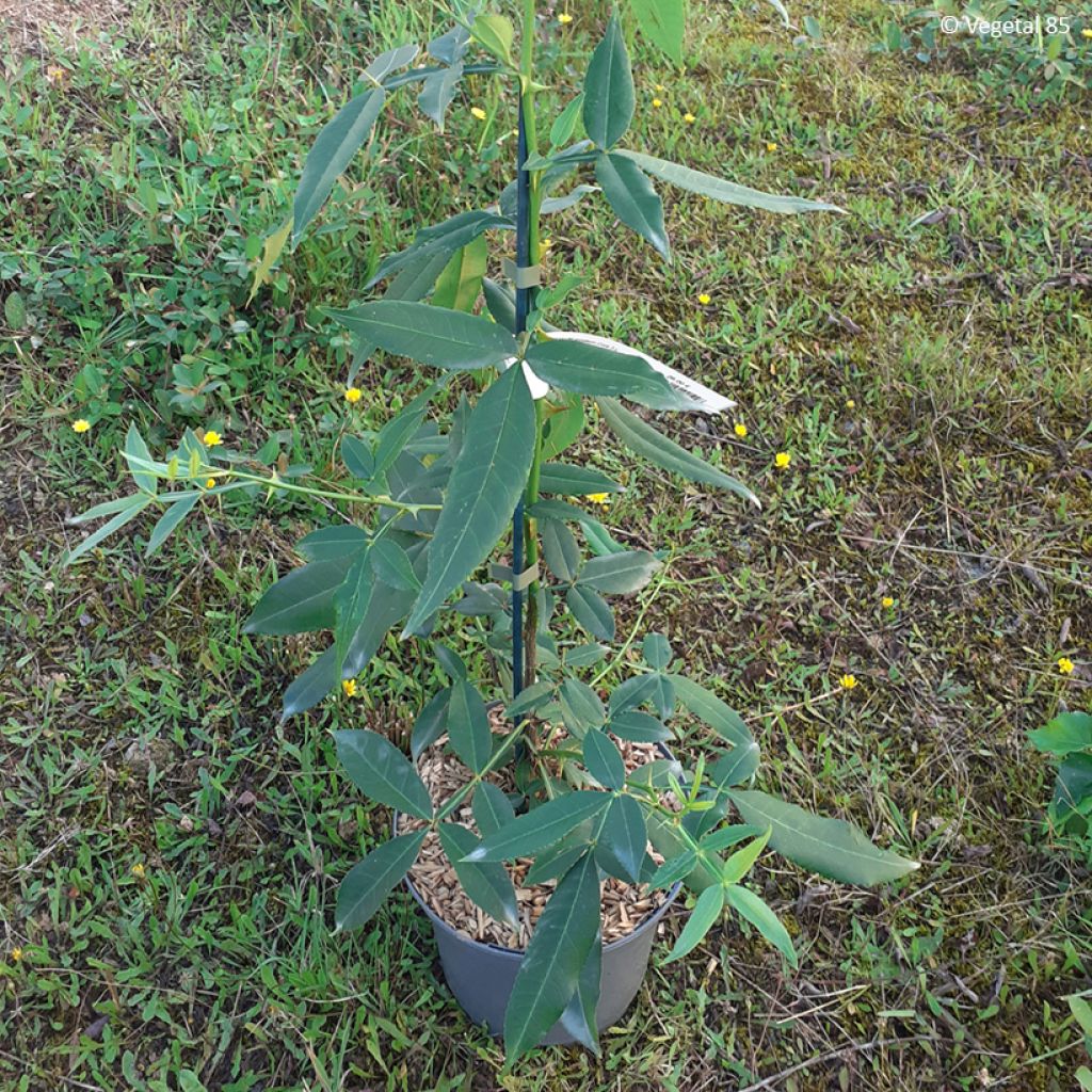 Zanthoxylum armatum - Nepalesischer Pfeffer