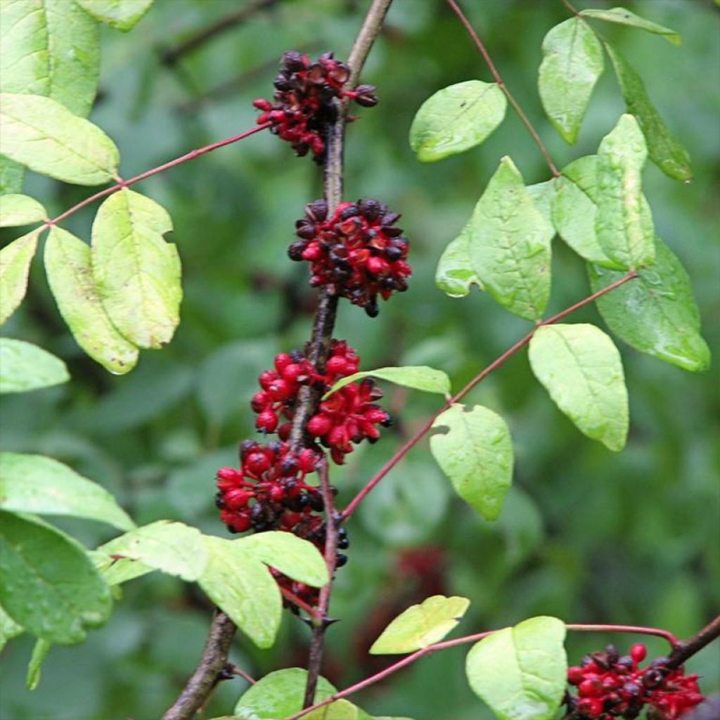 Zanthoxylum americanum - Amerikanische Stachelesche