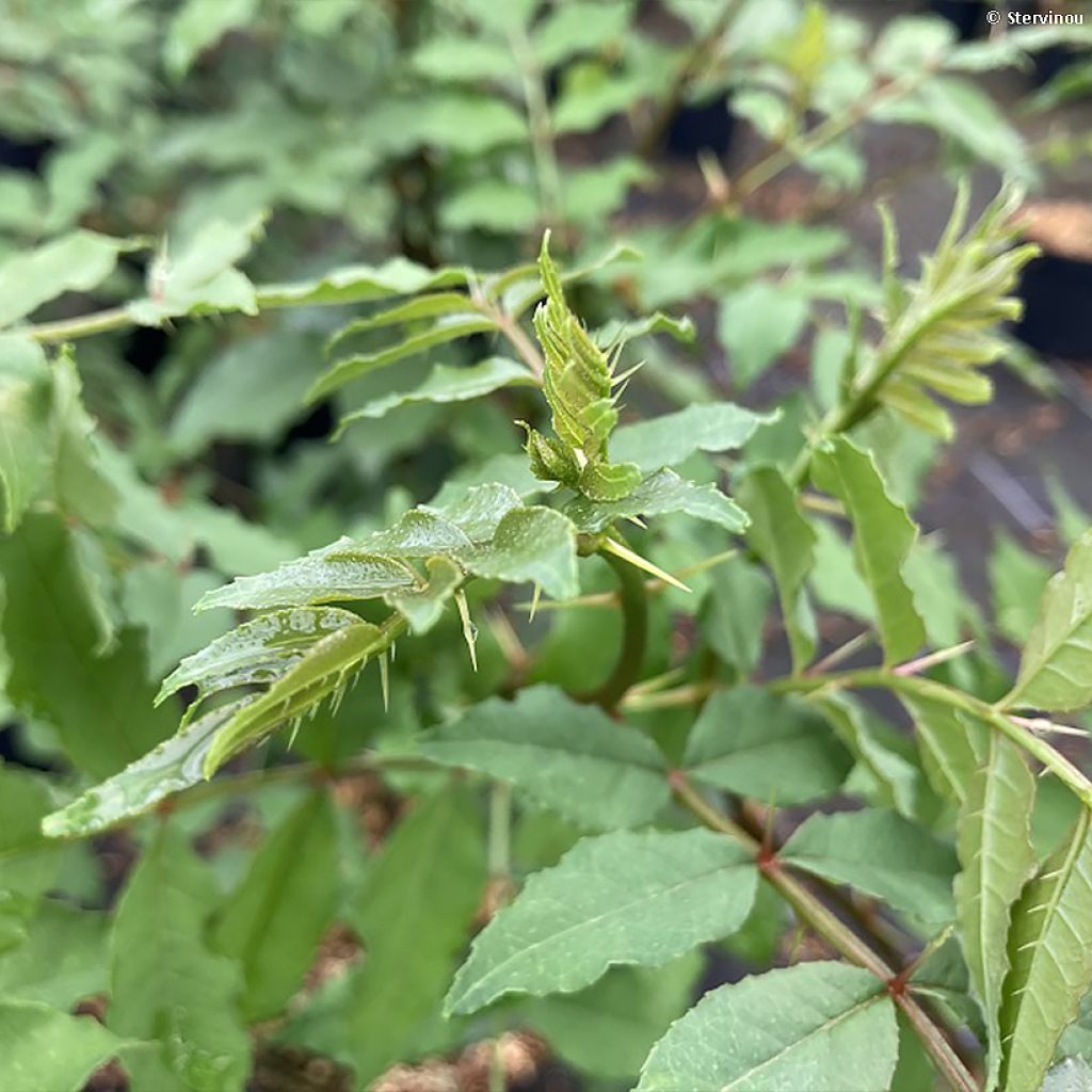 Zanthoxylum americanum - Amerikanische Stachelesche