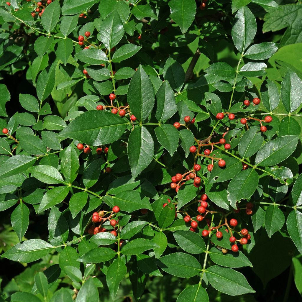 Zanthoxylum coreanum - Poivrier coréen