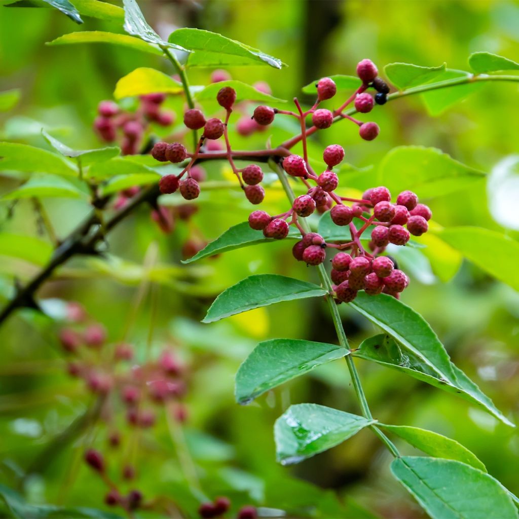 Zanthoxylum coreanum - Poivrier coréen