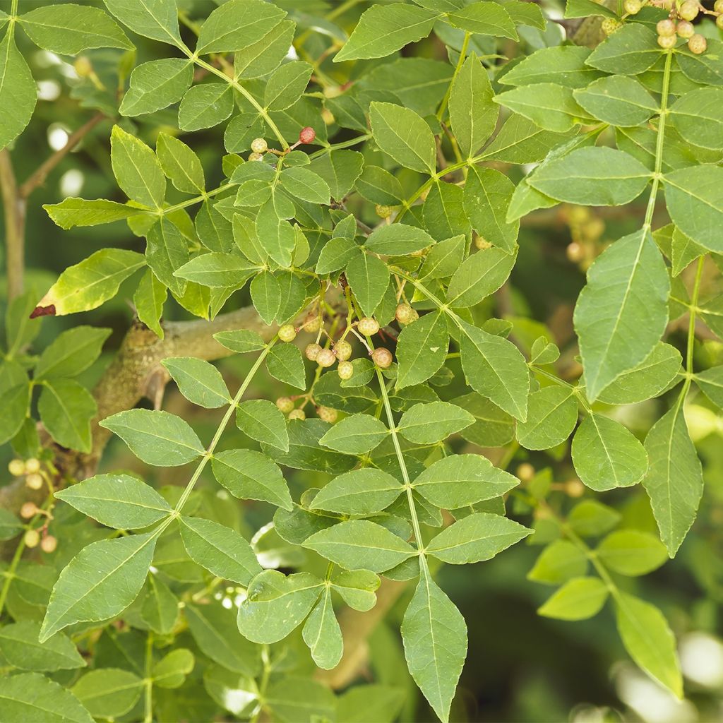 Zanthoxylum coreanum - Poivrier coréen