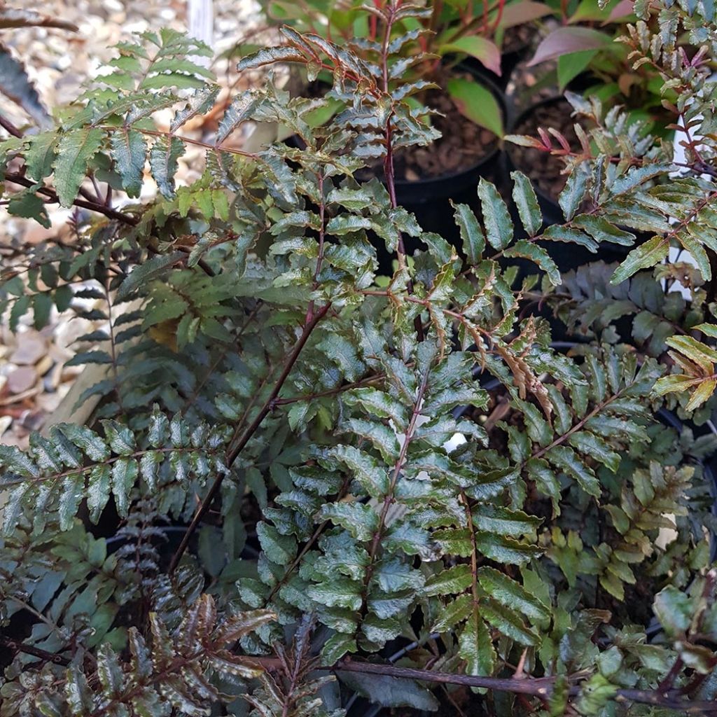 Zanthoxylum piperitum Black Magic - Poivrier du Japon