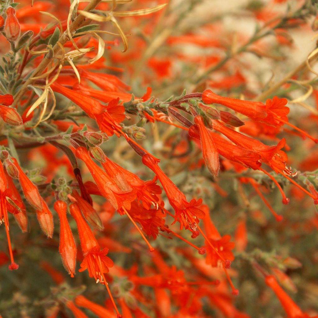 Zauschneria californica - Kolibritrompete