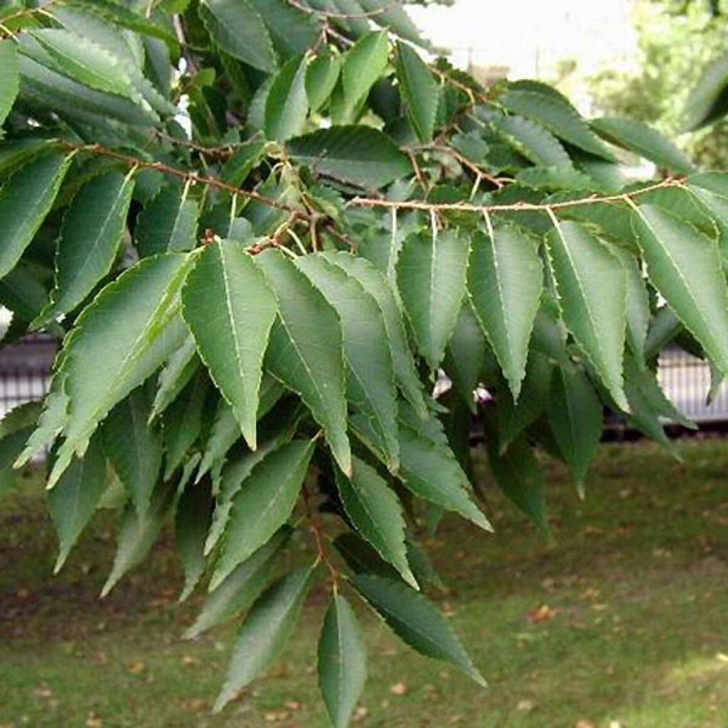 Zelkova serrata - Japanische Zelkove