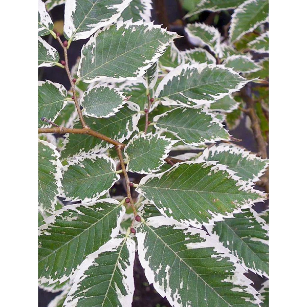 Zelkova serrata Variegata - Japanische Zelkove