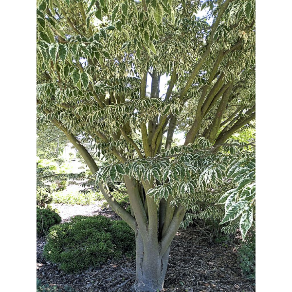 Zelkova serrata Variegata - Japanische Zelkove