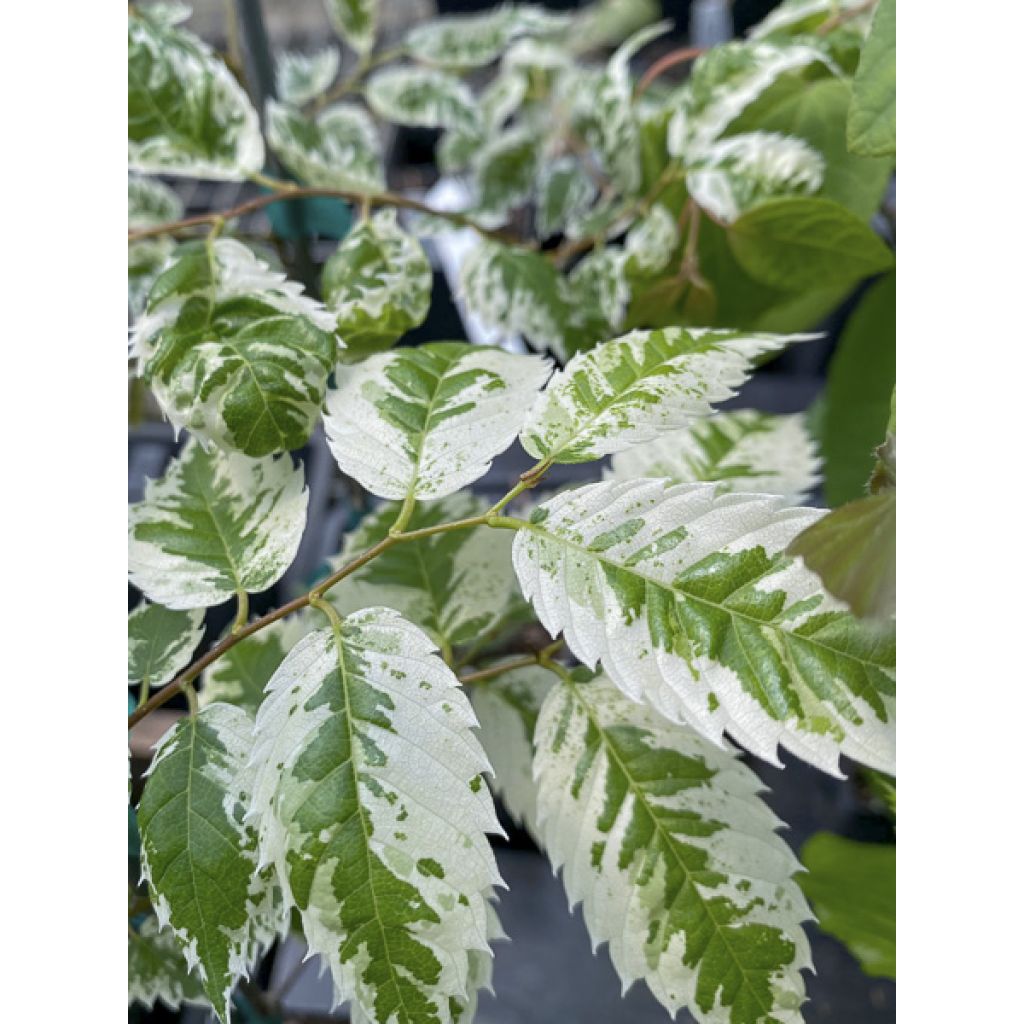 Zelkova serrata Variegata - Japanische Zelkove