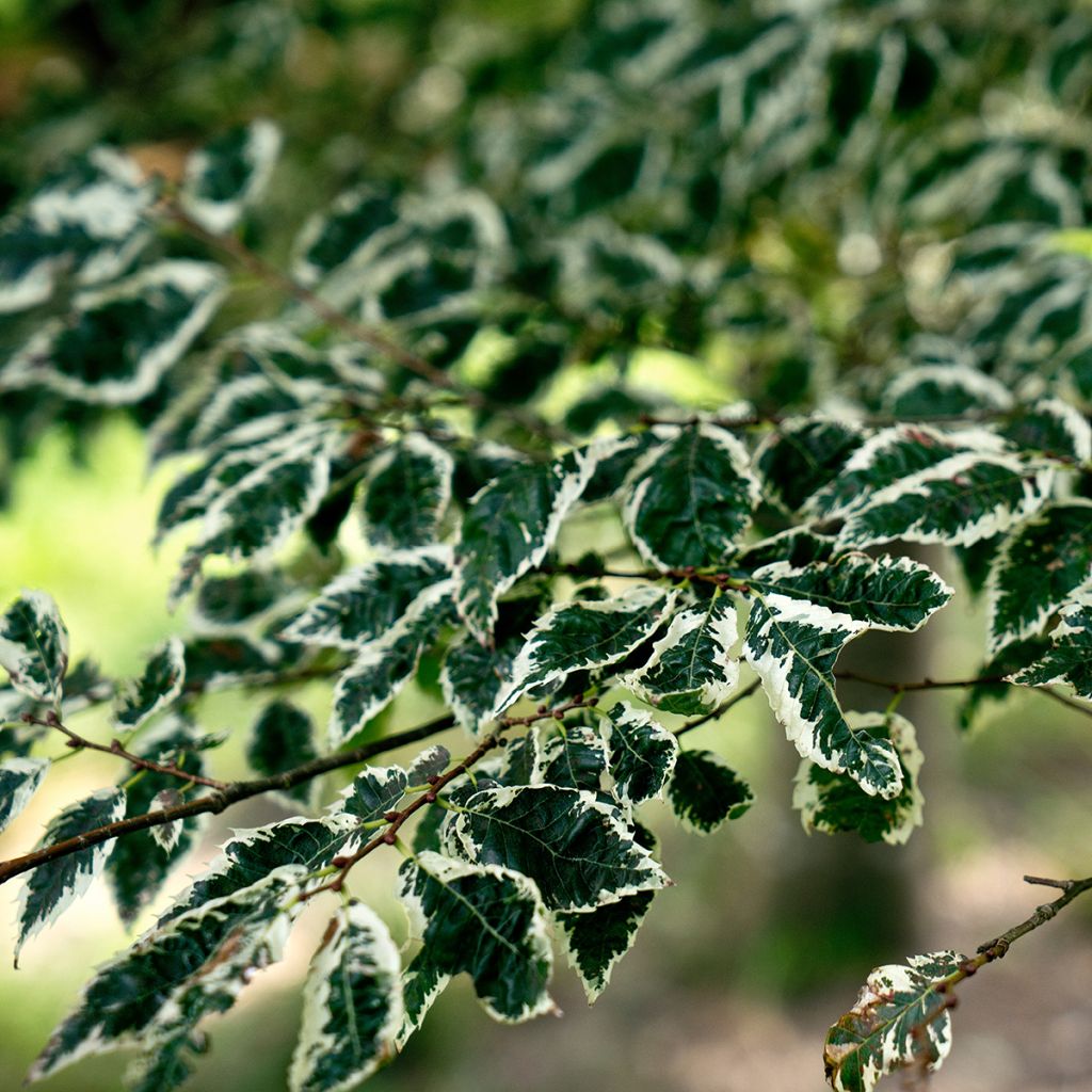 Zelkova serrata Variegata - Japanische Zelkove