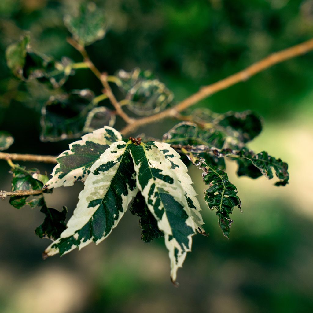 Zelkova serrata Variegata - Japanische Zelkove