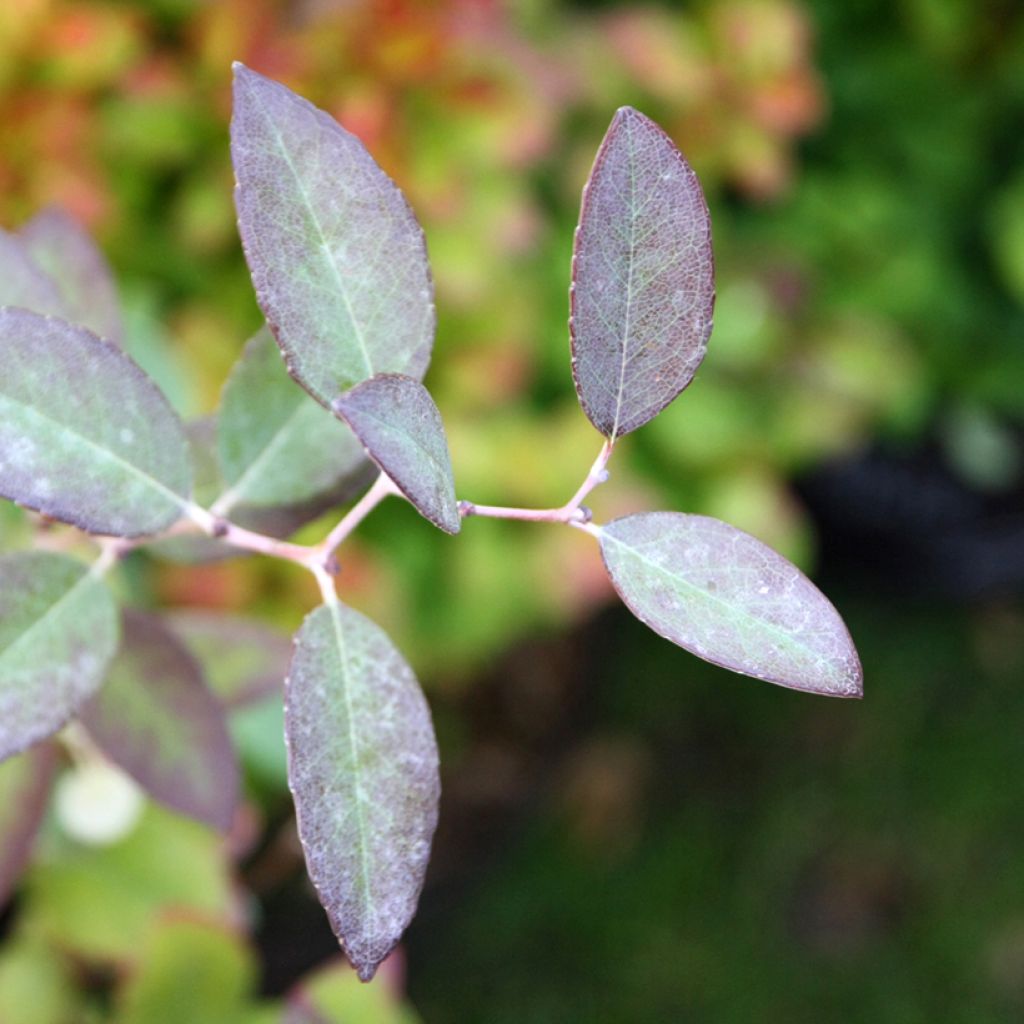 Zenobia pulverulenta Blue Sky - Zenobie