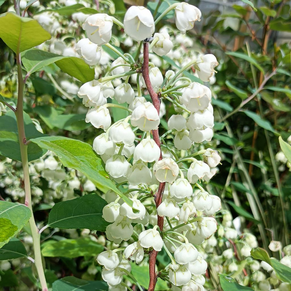 Zenobia pulverulenta Blue Sky - Muguet en arbre