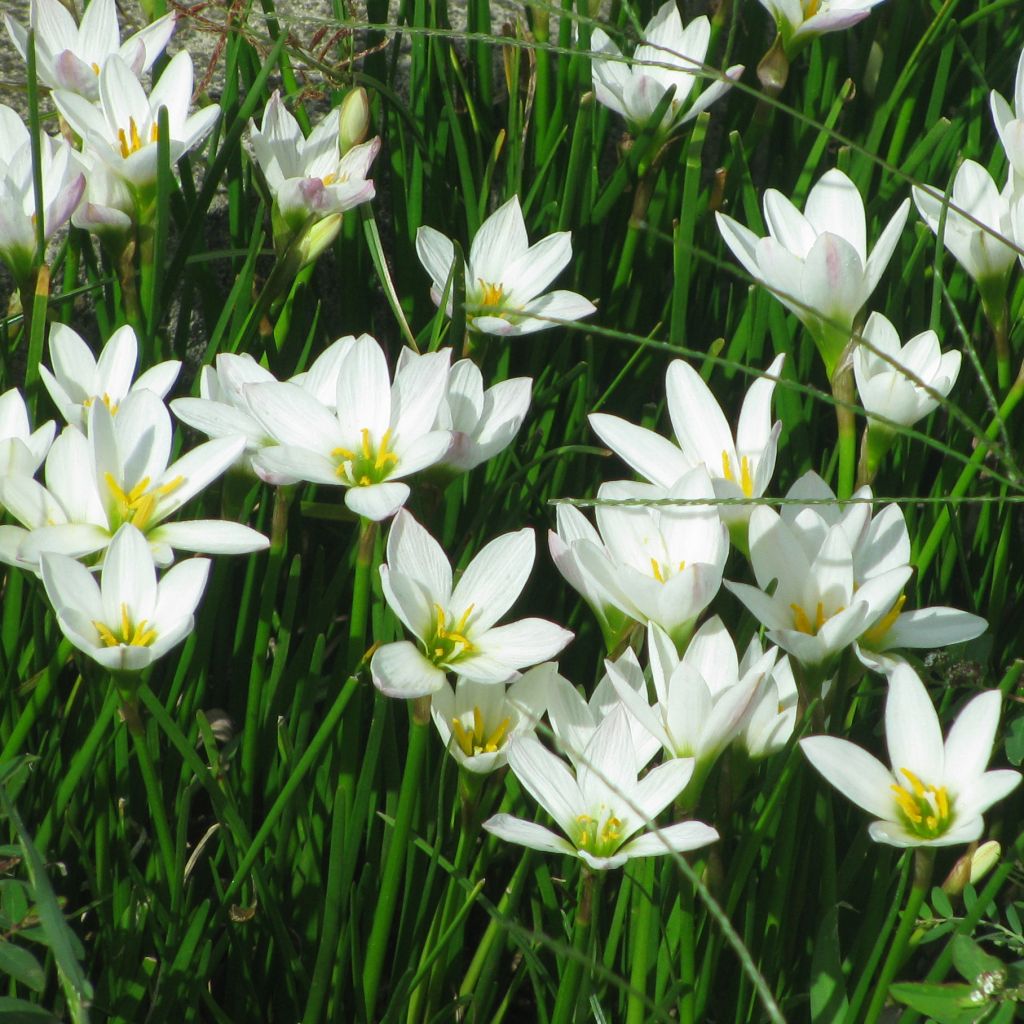 Zephyranthes candida - Zephirblume