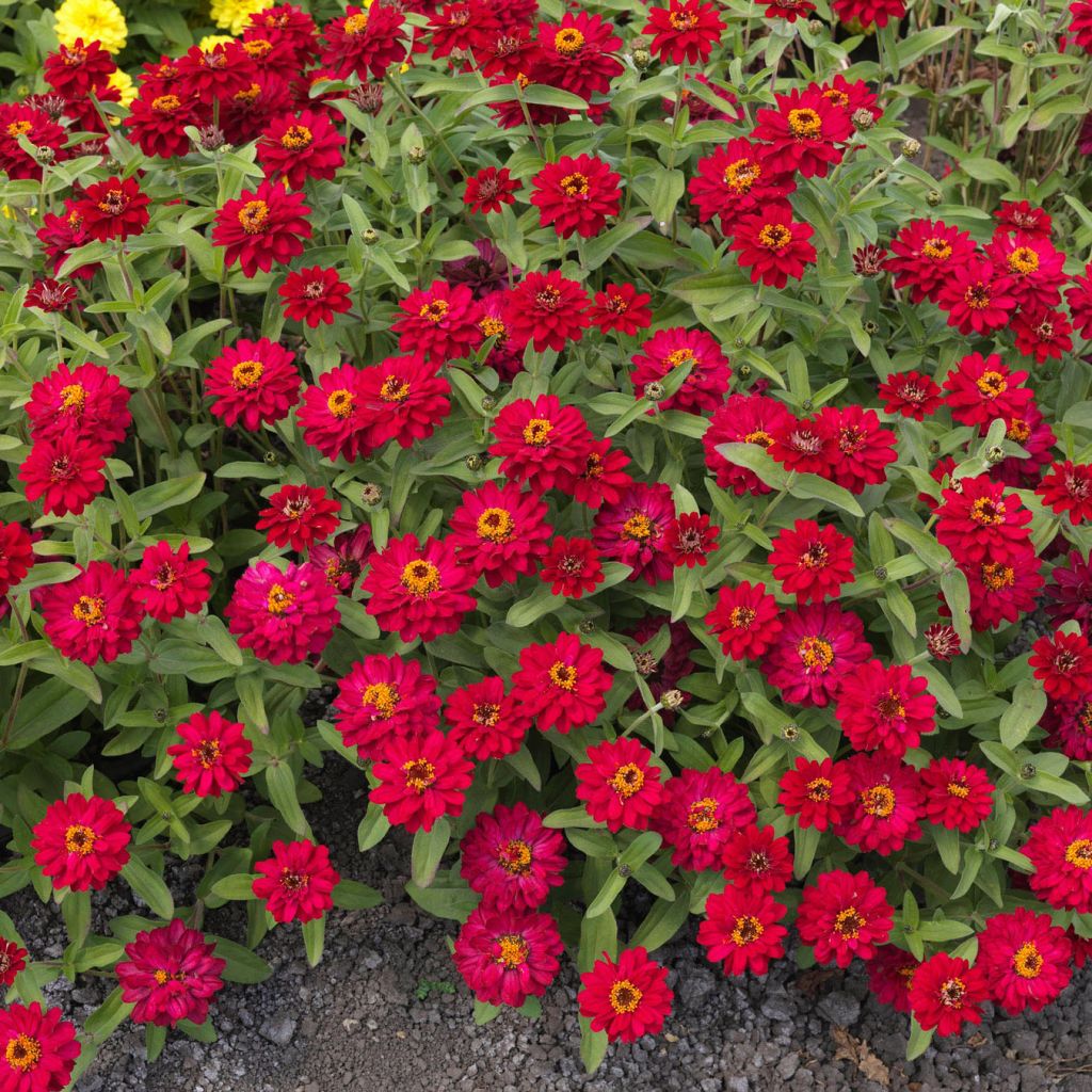 Garten-Zinnie Profusion Hot Cherry