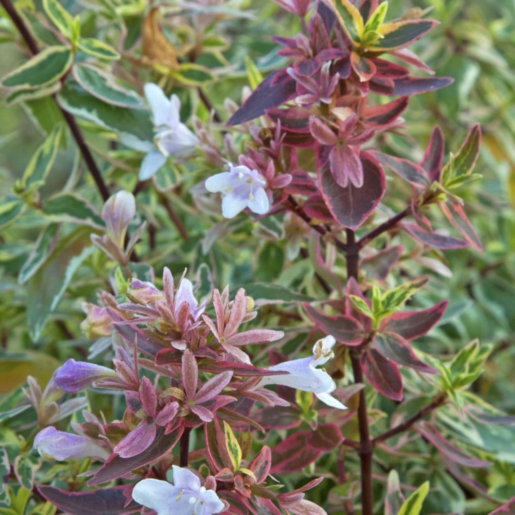 Abelia grandiflora Sparkling Silver