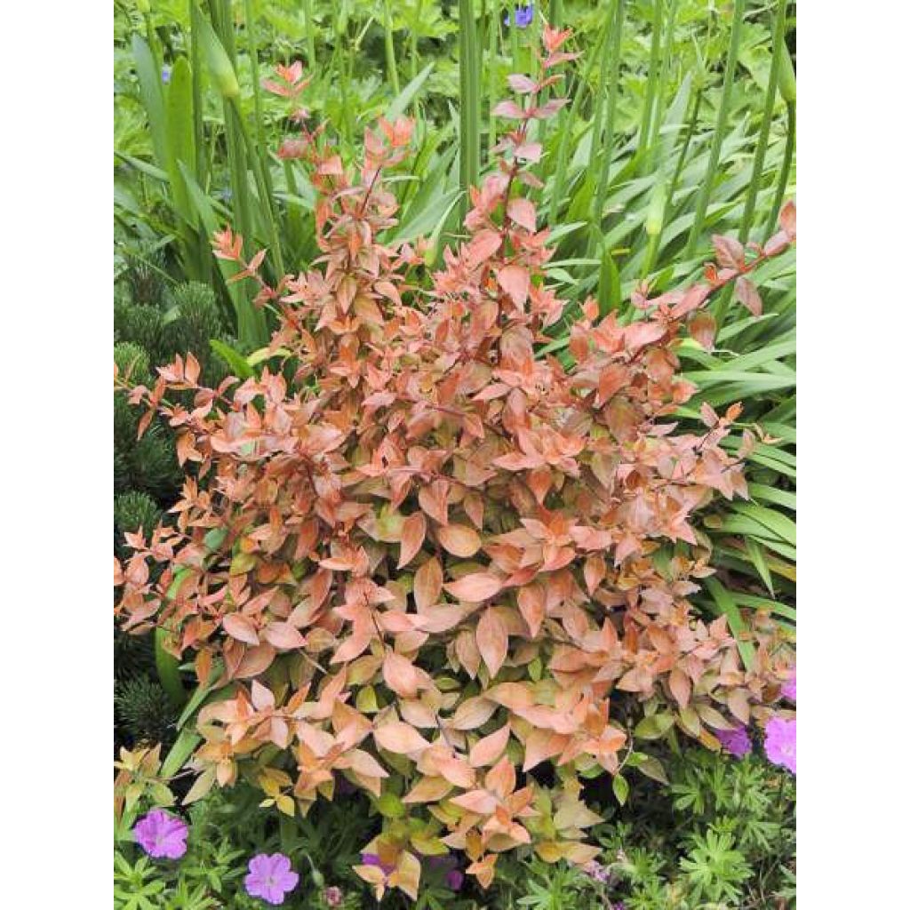 Abelia grandiflora Caramel Charm