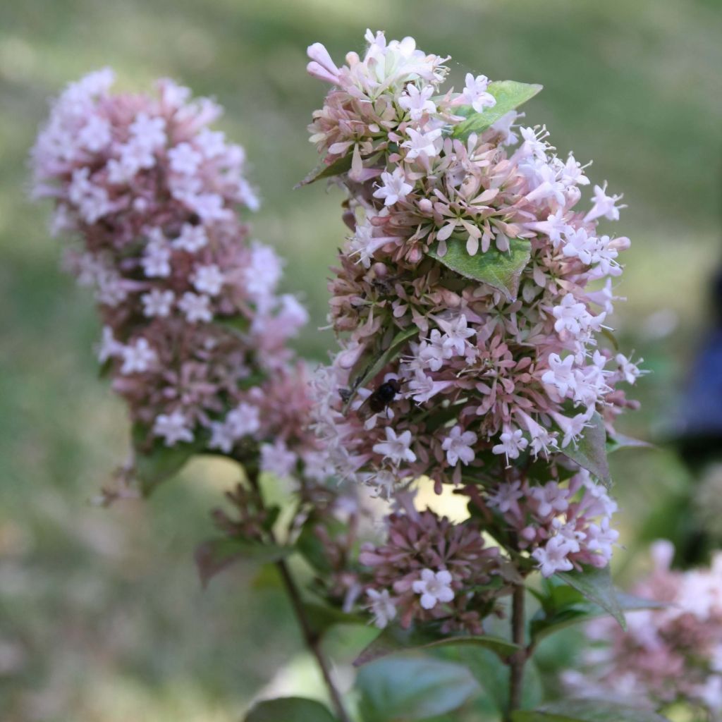 Abelia chinensis - Abelie