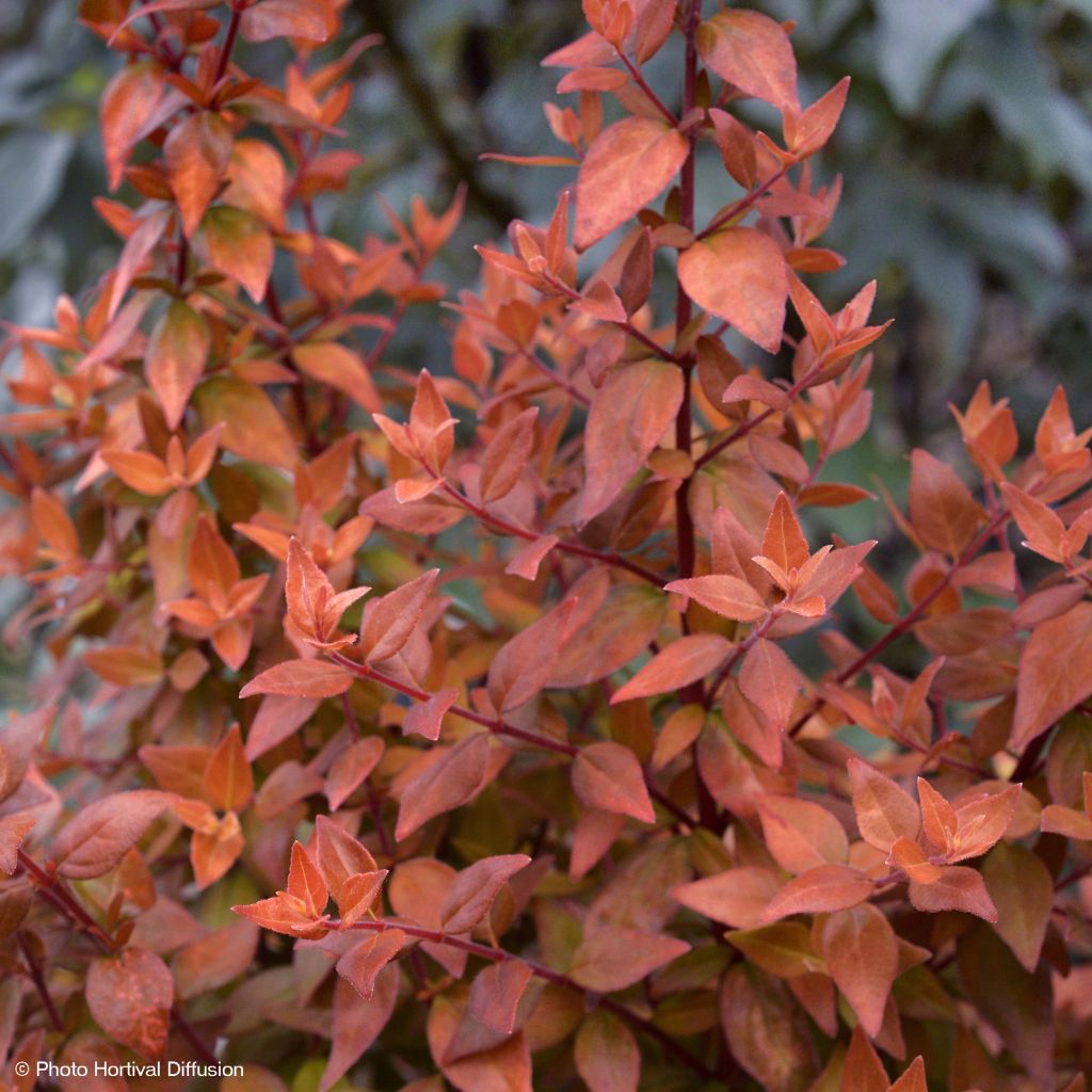 Abelia grandiflora Caramel Charm