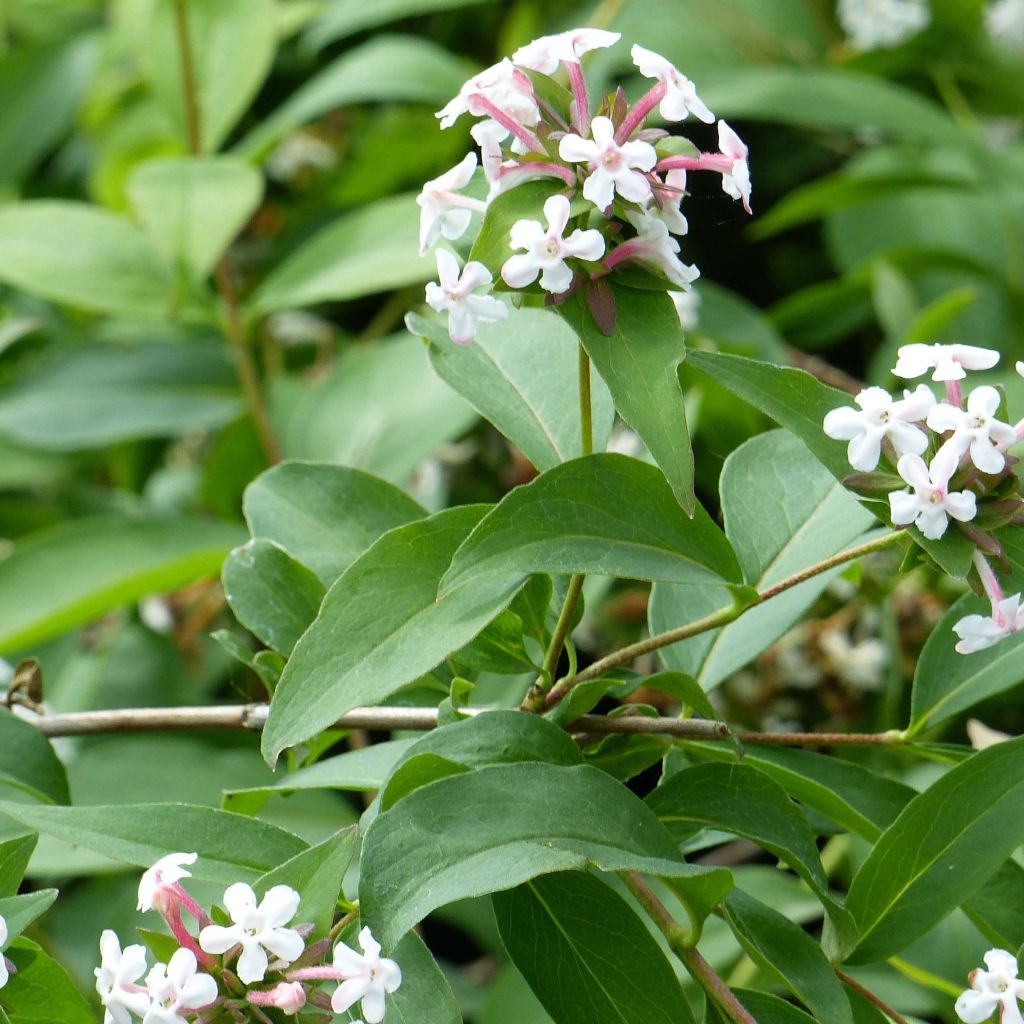 Abelia mosanensis Monia - Koreanische Abelie