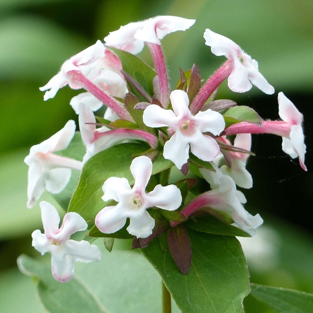 Abelia mosanensis Monia - Koreanische Abelie