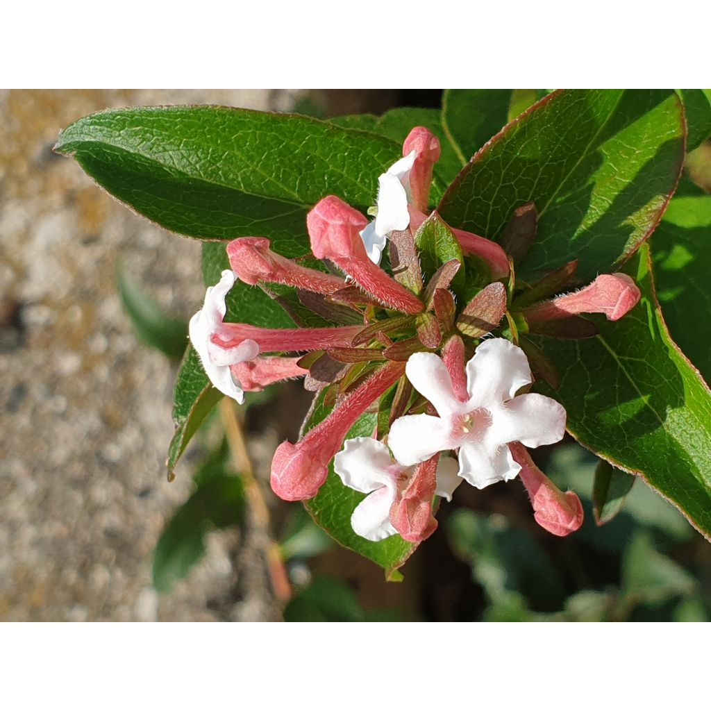 Abelia mosanensis Monia - Koreanische Abelie