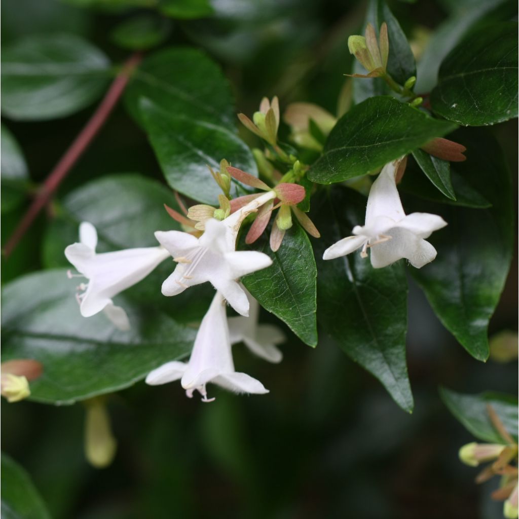 Abelia grandiflora - Grossblütige Abelie