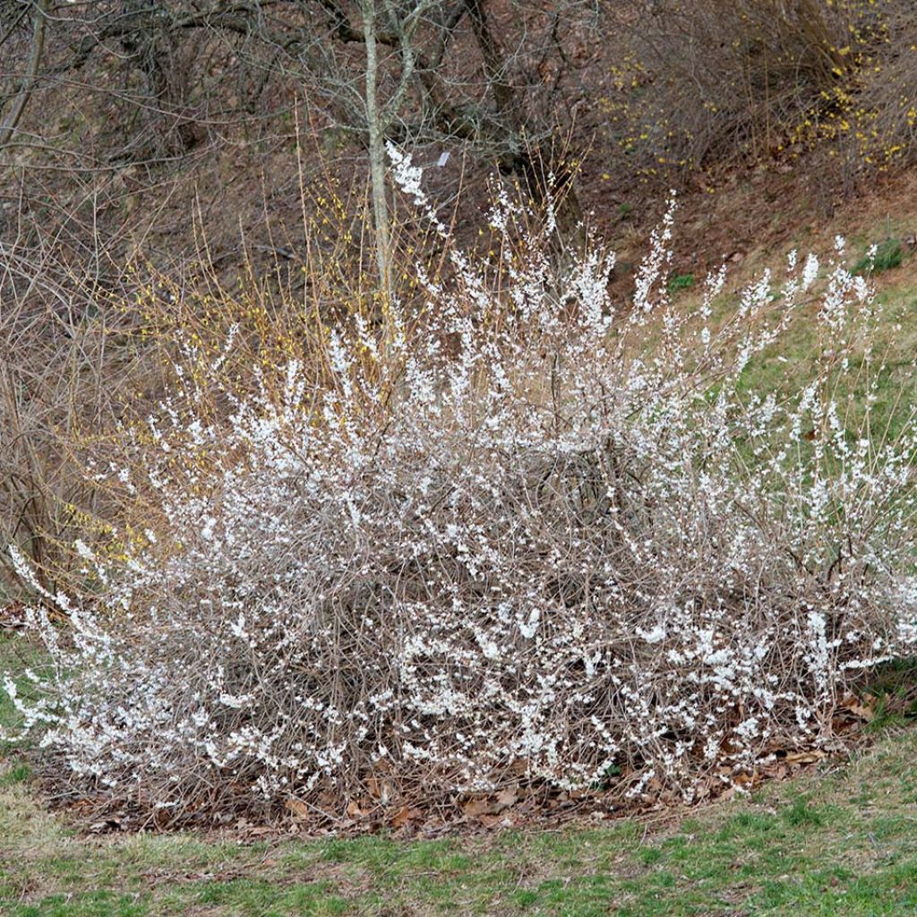 Abeliophyllum distichum - Schneeforsythie