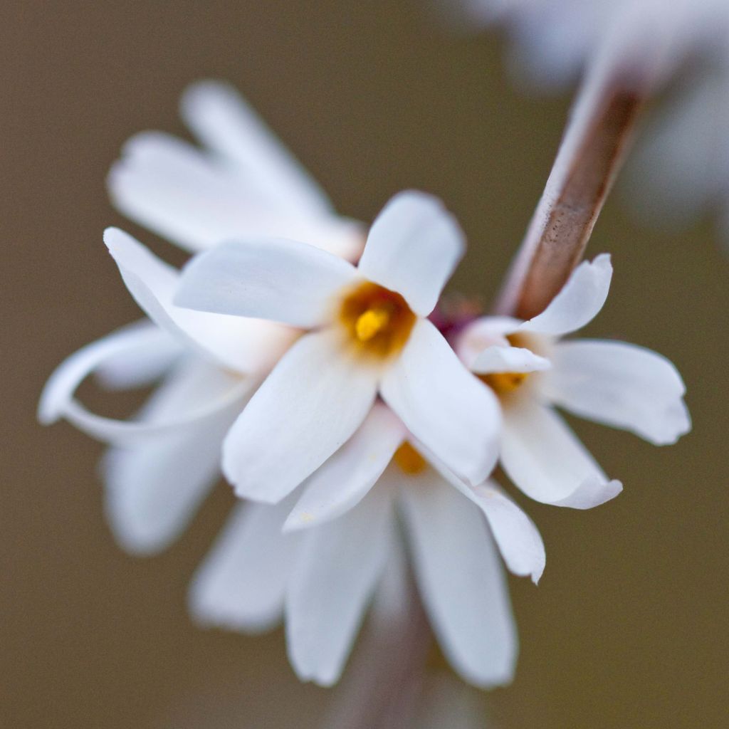 Abeliophyllum distichum - Schneeforsythie