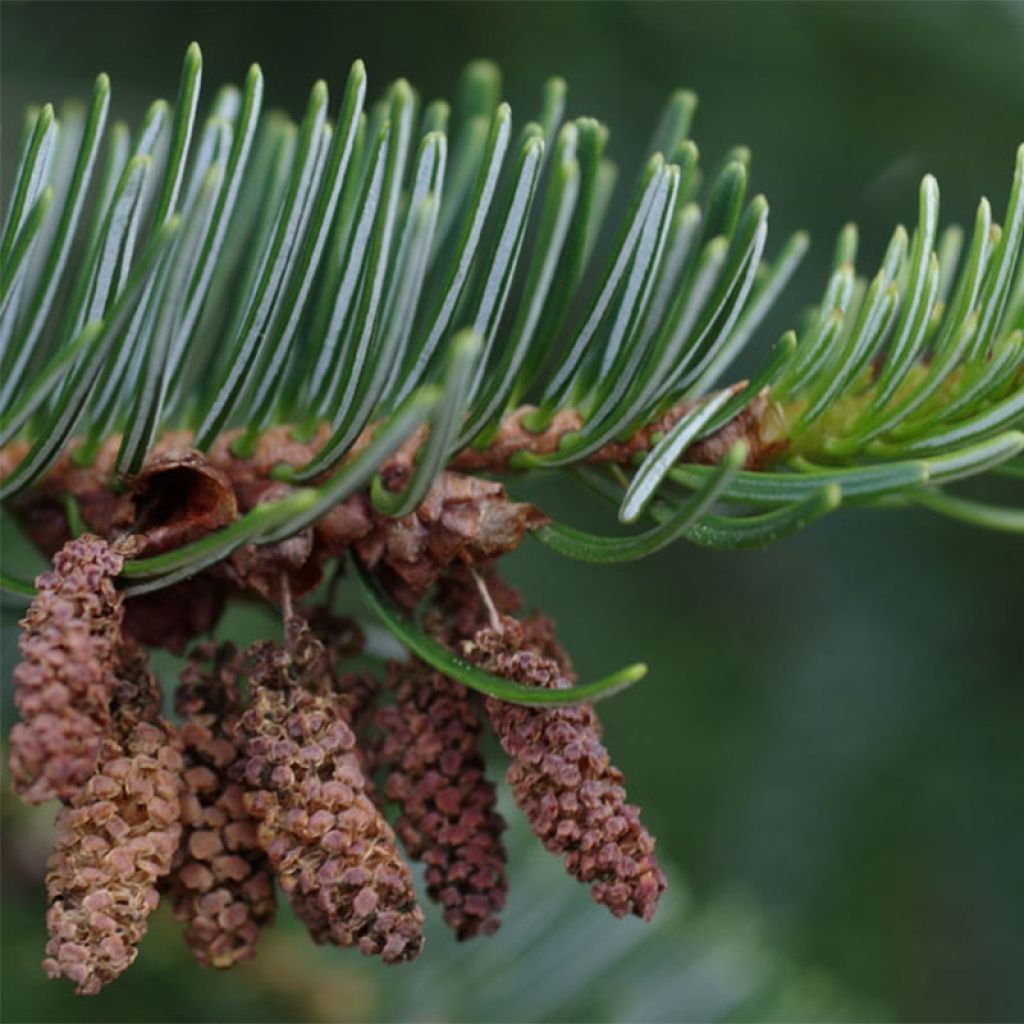 Abies nordmanniana - Nordmanntanne