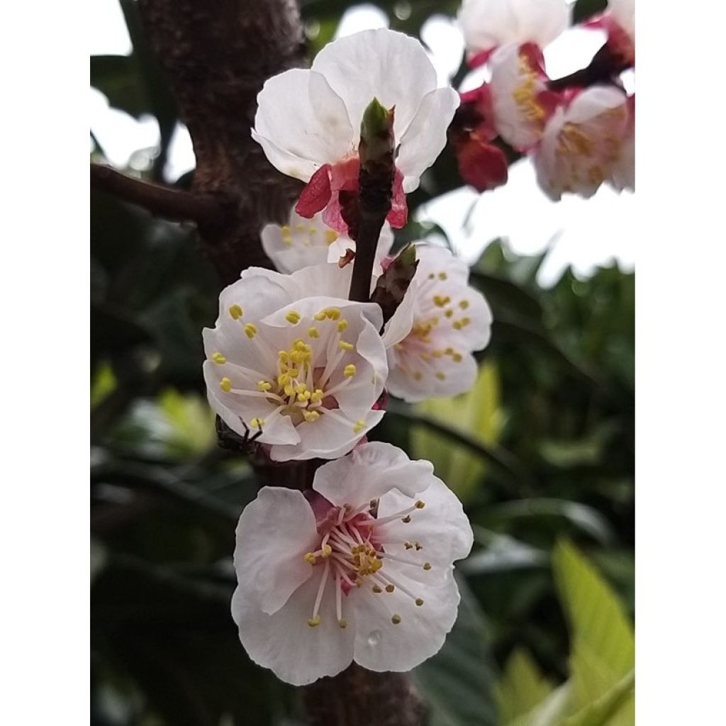 Aprikose Rouge du Roussillon - Prunus armeniaca