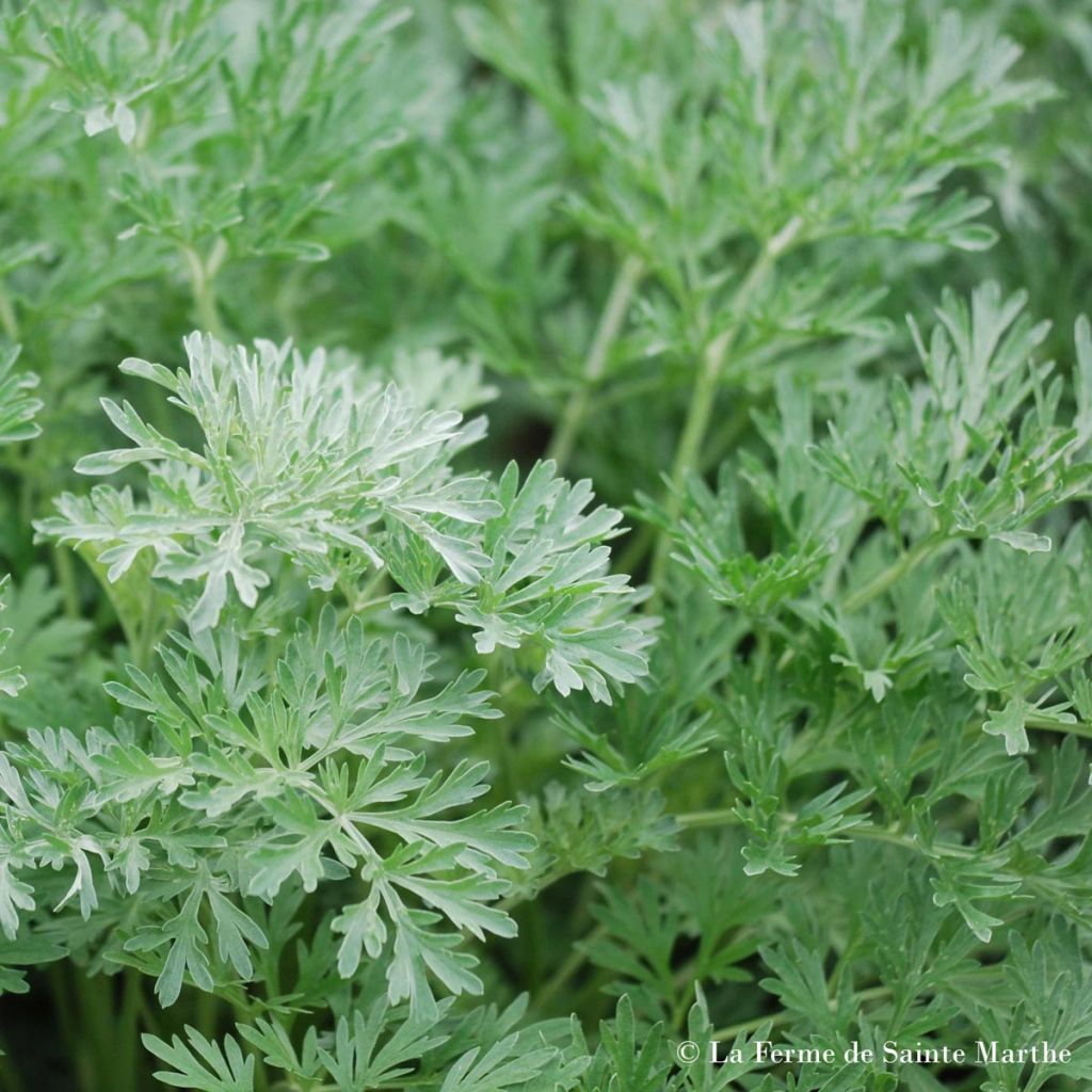 Wermut Bio - Ferme de Sainte Marthe - Artemisia absinthium