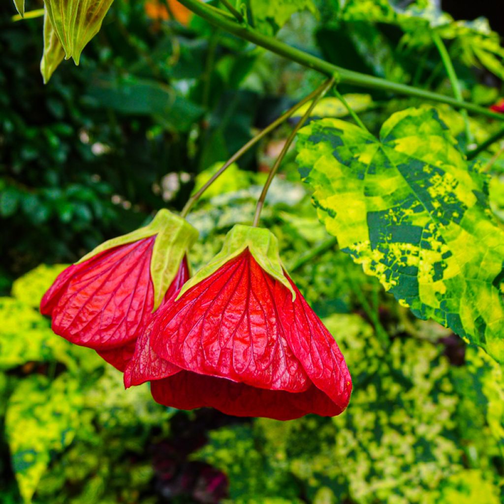 Abutilon Cannington Peter - Schönmalve