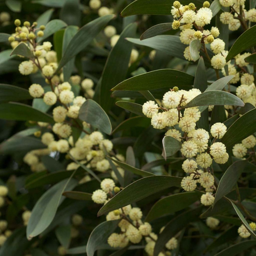 Acacia melanoxylon - Schwarzholz-Akazie