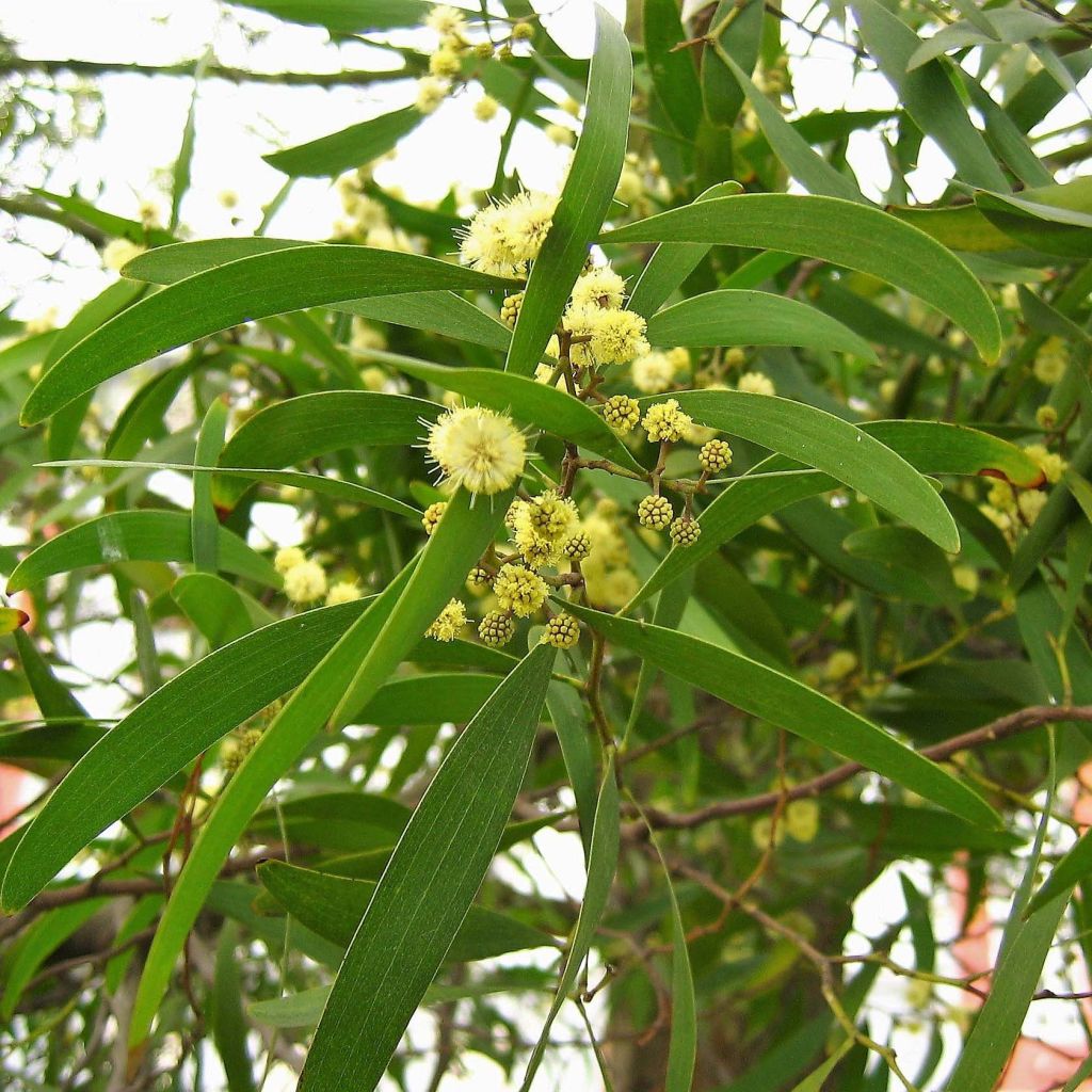 Acacia melanoxylon - Schwarzholz-Akazie